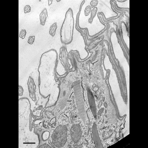  NCBI Organism:Coleps hirtus; Cell Types:eukaryotic cell, , ; Cell Components:, plasma membrane, microtubule basal body, cytoskeleton, microtubule cytoskeleton, actin cytoskeleton; Biological process:digestive system process, microtubule cytoskeleton organization, ;