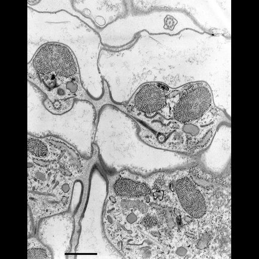  NCBI Organism:Coleps hirtus; Cell Types:eukaryotic cell, , ; Cell Components:cilium axoneme, microtubule basal body, axonemal microtubule, plasma membrane, cytoskeleton, microtubule cytoskeleton, actin cytoskeleton, , ; Biological process:ciliary or flagellar motility, microtubule cytoskeleton organization, ;