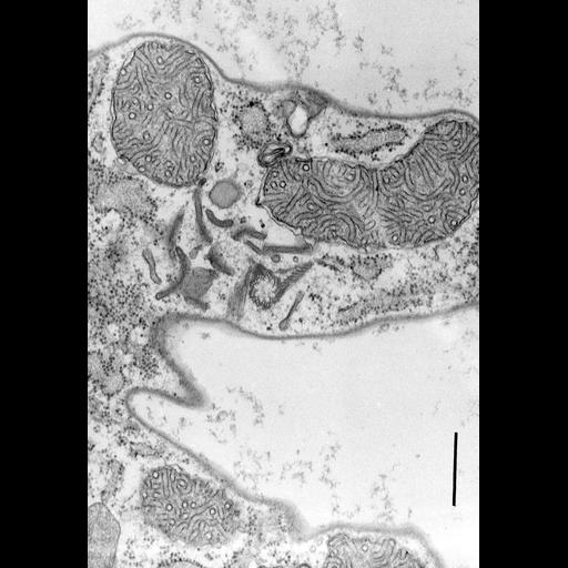  NCBI Organism:Coleps hirtus; Cell Types:eukaryotic cell, , ; Cell Components:cortical cytoskeleton, microtubule basal body, , plasma membrane, cytoskeleton, microtubule cytoskeleton, , ; Biological process:ciliary or flagellar motility, microtubule cytoskeleton organization;