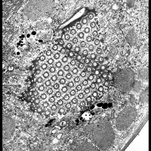  NCBI Organism:Euplotes sp.; Cell Types:cell by organism, eukaryotic cell, , ; Cell Components:cilium axoneme, axonemal microtubule, axonemal dynein complex, microtubule basal body, dense fibrillar component, plasma membrane; Biological process:ciliary or flagellar motility, ciliary cell motility, cortical cytoskeleton organization;