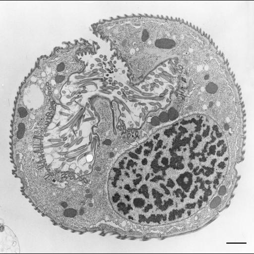  NCBI Organism:Opercularia [NCBITaxon:168247], , ; Cell Types:cell by organism, eukaryotic cell, , ; Cell Components:macronucleus, oral apparatus, mitochondrion, cell cortex, cytoplasm; Biological process:macronucleus organization, cortical cytoskeleton organization, cytoplasm organization, oral apparatus organization;