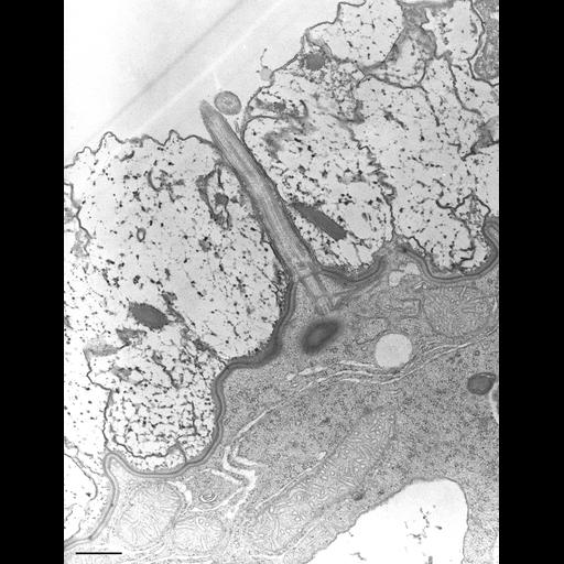  NCBI Organism:Nassula; Cell Types:cell by organism, eukaryotic cell, , ; Cell Components:integral to plasma membrane, cytoskeleton, microtubule basal body; Biological process:cortical cytoskeleton organization, plasma membrane organization, ciliary or flagellar motility;