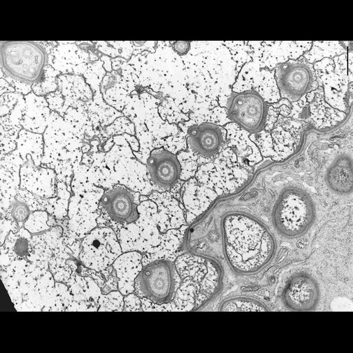  NCBI Organism:Nassula; Cell Types:cell by organism, eukaryotic cell, , ; Cell Components:cell cortex, microtubule basal body, ; Biological process:cortical cytoskeleton organization, microtubule cytoskeleton organization, ciliary or flagellar motility;