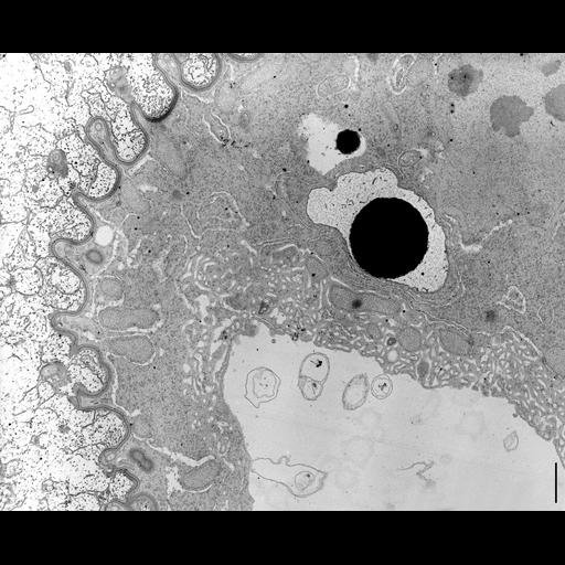  NCBI Organism:Nassula; Cell Types:cell by organism, eukaryotic cell, , ; Cell Components:contractile vacuole, cytoplasm, cell cortex; Biological process:contractile vacuole organization, cytoplasm organization, cortical cytoskeleton organization;