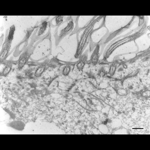  NCBI Organism:Paramecium tetraurelia; Cell Types:cell by organism, eukaryotic cell, , ; Cell Components:cell cortex, oral apparatus, cortical microtubule, microtubule basal body, axonemal microtubule; Biological process:microtubule cytoskeleton organization, oral apparatus organization;