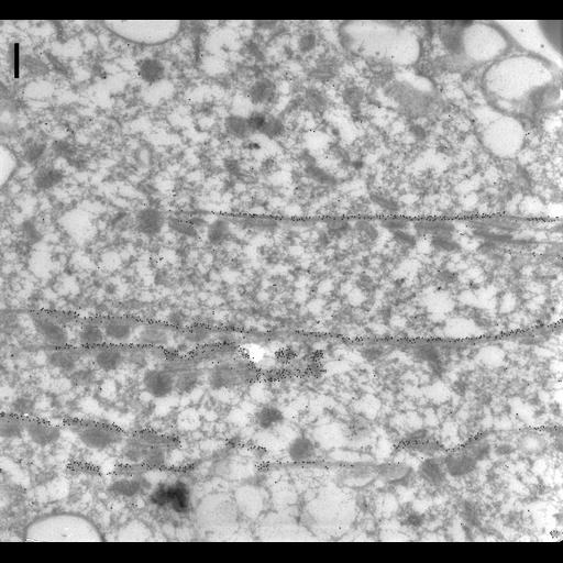  NCBI Organism:Paramecium tetraurelia; Cell Types:cell by organism, eukaryotic cell, , ; Cell Components:, microtubule associated complex; Biological process:, microtubule cytoskeleton organization;