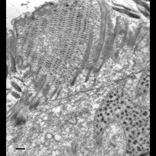  NCBI Organism:Paramecium tetraurelia; Cell Types:cell by organism, eukaryotic cell, , ; Cell Components:oral apparatus, cortical microtubule cytoskeleton, macronucleus, cytoplasm; Biological process:microtubule cytoskeleton organization, oral apparatus organization, macronucleus organization;