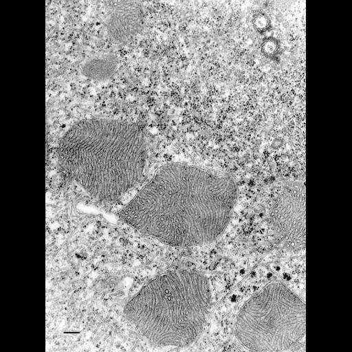  NCBI Organism:Euplotes sp.; Cell Types:cell by organism, eukaryotic cell, , ; Cell Components:mitochondrial outer membrane, mitochondrial inner membrane, symbiont-containing vacuole, glycogen granule, cytoplasmic microtubule; Biological process:cortical cytoskeleton organization, , cortical microtubule organization, cytoplasm organization;