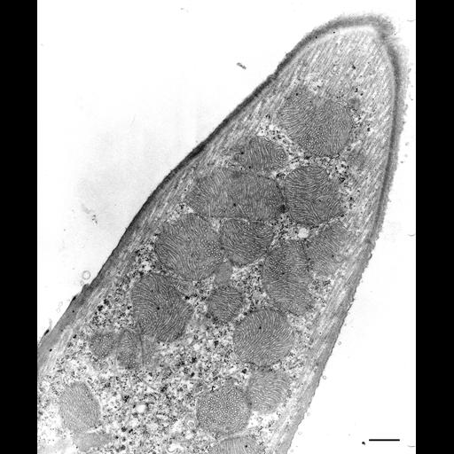  NCBI Organism:Euplotes sp.; Cell Types:cell by organism, eukaryotic cell, , ; Cell Components:cortical microtubule cytoskeleton, cytoplasmic microtubule, mitochondrial inner membrane; Biological process:cortical microtubule organization, ;