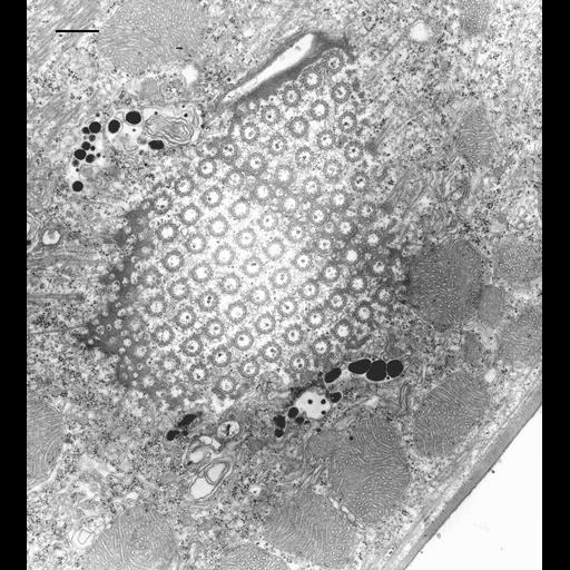  NCBI Organism:Euplotes sp.; Cell Types:cell by organism, eukaryotic cell, , ; Cell Components:cilium axoneme, axonemal microtubule, axonemal dynein complex, microtubule basal body, dense fibrillar component, plasma membrane; Biological process:ciliary or flagellar motility, cilium movement, ciliary cell motility;