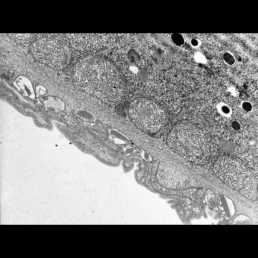  NCBI Organism:Didinium nasutum; Cell Types:cell by organism, eukaryotic cell, , ; Cell Components:cell cortex, cortical microtubule cytoskeleton, ; Biological process:cortical cytoskeleton organization, cortical microtubule organization, plasma membrane organization;