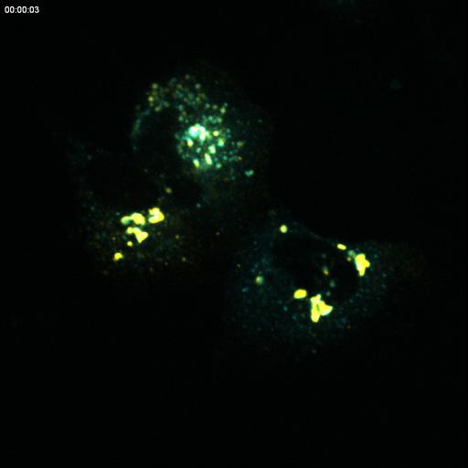  NCBI Organism:Rattus; Cell Types:permanent cell line cell Cell Components:Golgi apparatus, endoplasmic reticulum-Golgi intermediate compartment; Biological process:constitutive secretory pathway