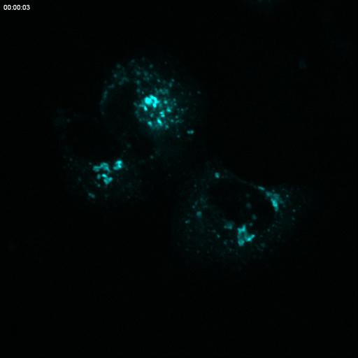  NCBI Organism:Rattus; Cell Types:permanent cell line cell Cell Components:Golgi apparatus, endoplasmic reticulum-Golgi intermediate compartment; Biological process:constitutive secretory pathway