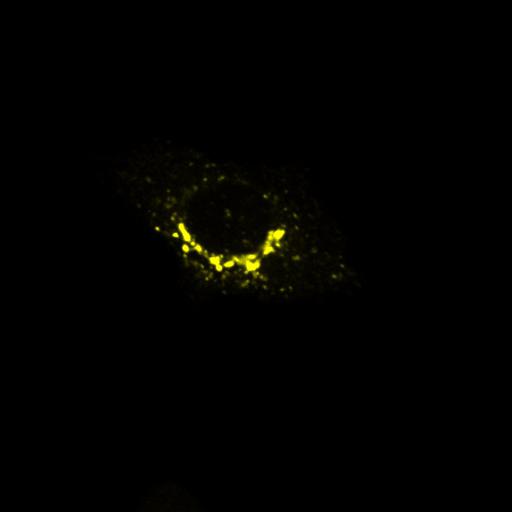  NCBI Organism:Rattus; Cell Types:permanent cell line cell, permanent cell line cell, Kidney; Cell Components:Golgi apparatus, endoplasmic reticulum-Golgi intermediate compartment; Biological process:constitutive secretory pathway