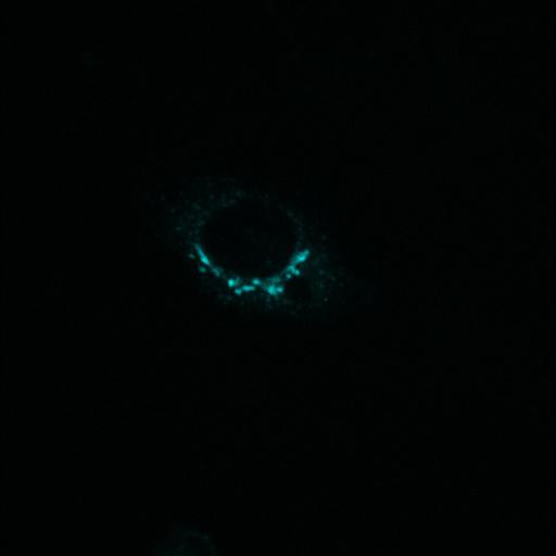  NCBI Organism:Rattus; Cell Types:permanent cell line cell, permanent cell line cell, Kidney; Cell Components:Golgi apparatus, endoplasmic reticulum-Golgi intermediate compartment; Biological process:constitutive secretory pathway